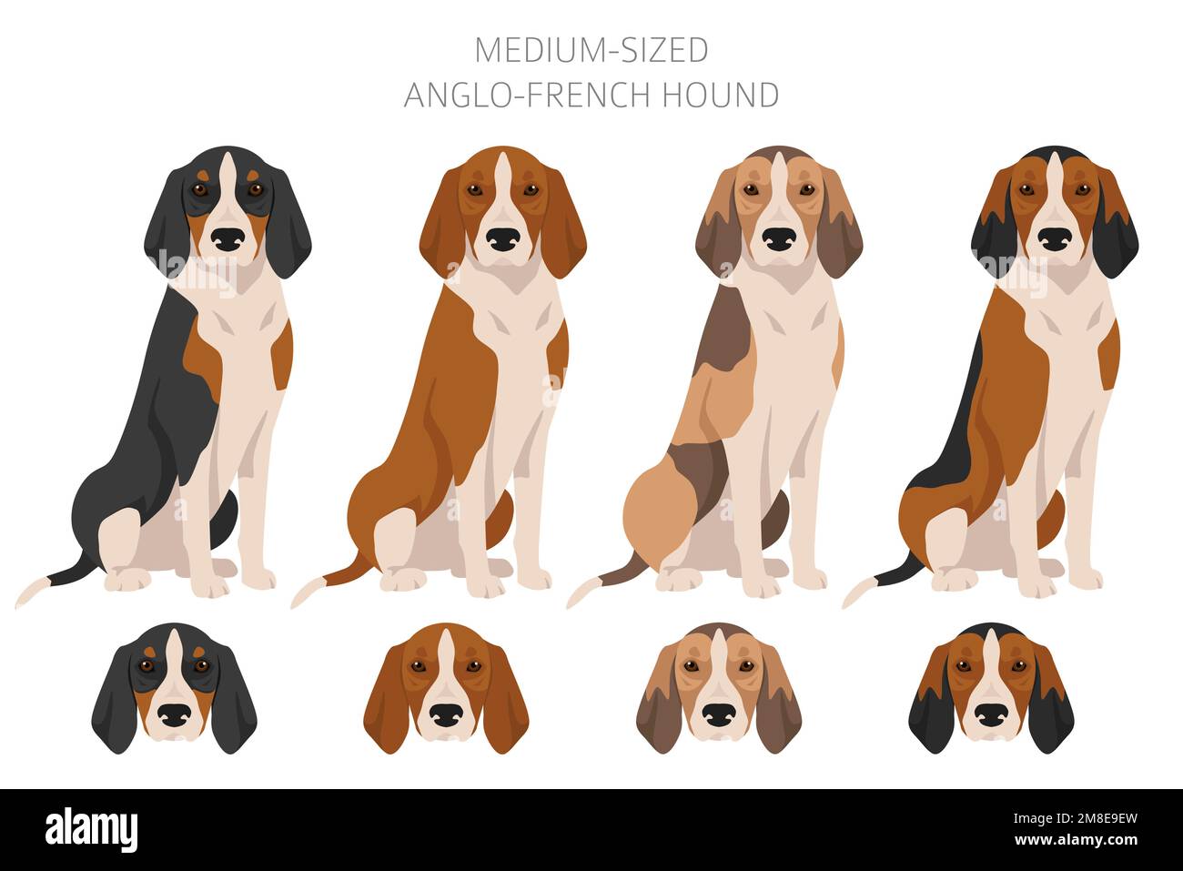 Medium sized cheap hound dogs