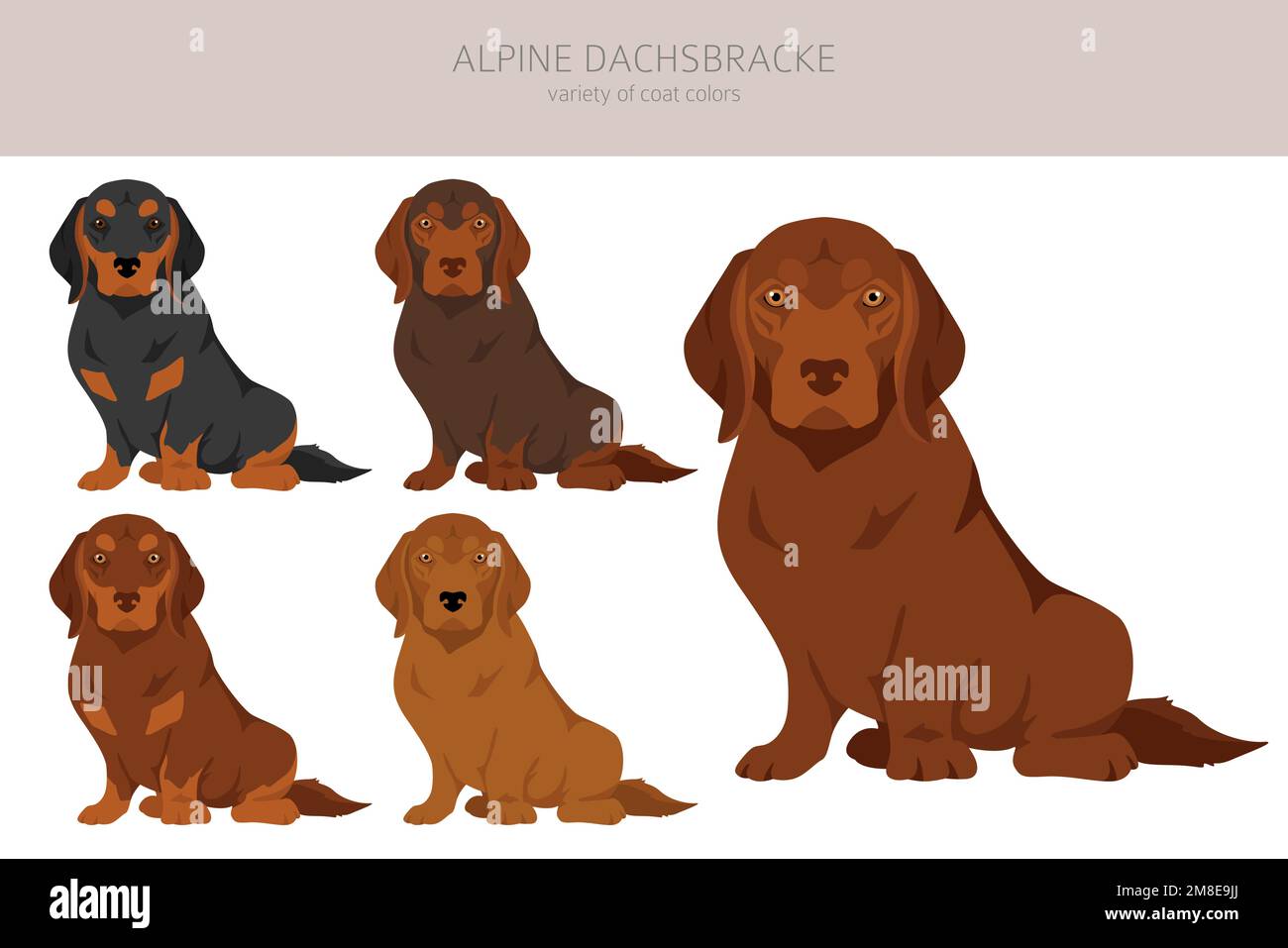 Austrian dachsbracke Stock Vector Images - Alamy