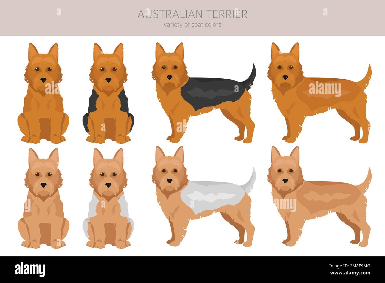 Australian Terrier All Colours Clipart Different Coat Colors And Poses australian-terrier-all-colours-clipart-different-coat-colors-and-poses