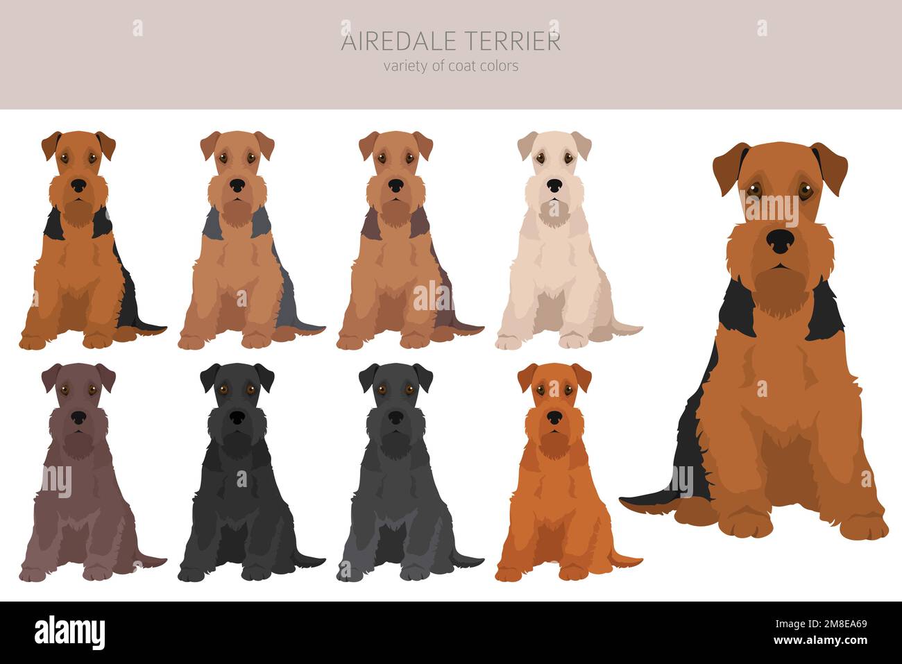 Airedale terrier all colours clipart. Different coat colors set. Vector ...