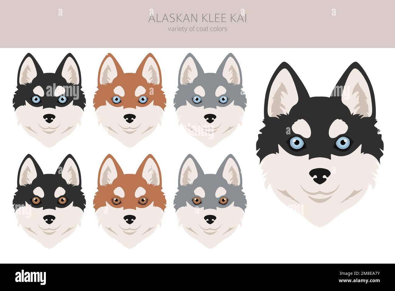 Alaskan Klee Kai all colours clipart. Different coat colors set. Vector ...