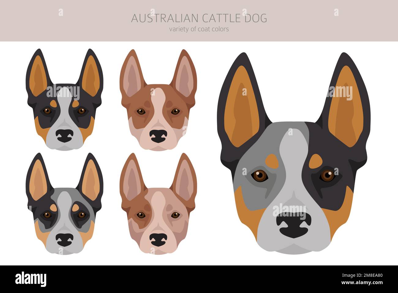 Australian cattle dog all colours clipart. Different coat colors and