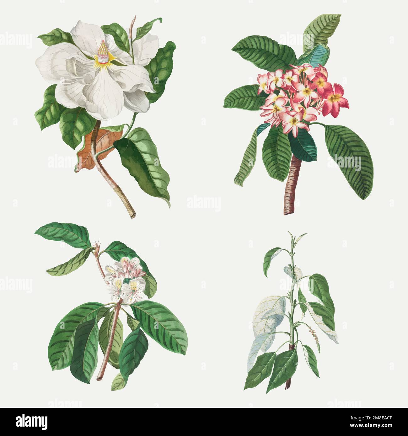 Vintage illustration set of magnolia, plumeria, guava flower, and balsam poplar Stock Vector