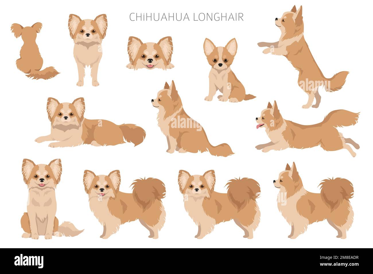 Chihuahua long haired clipart. All coat colors set. Different position