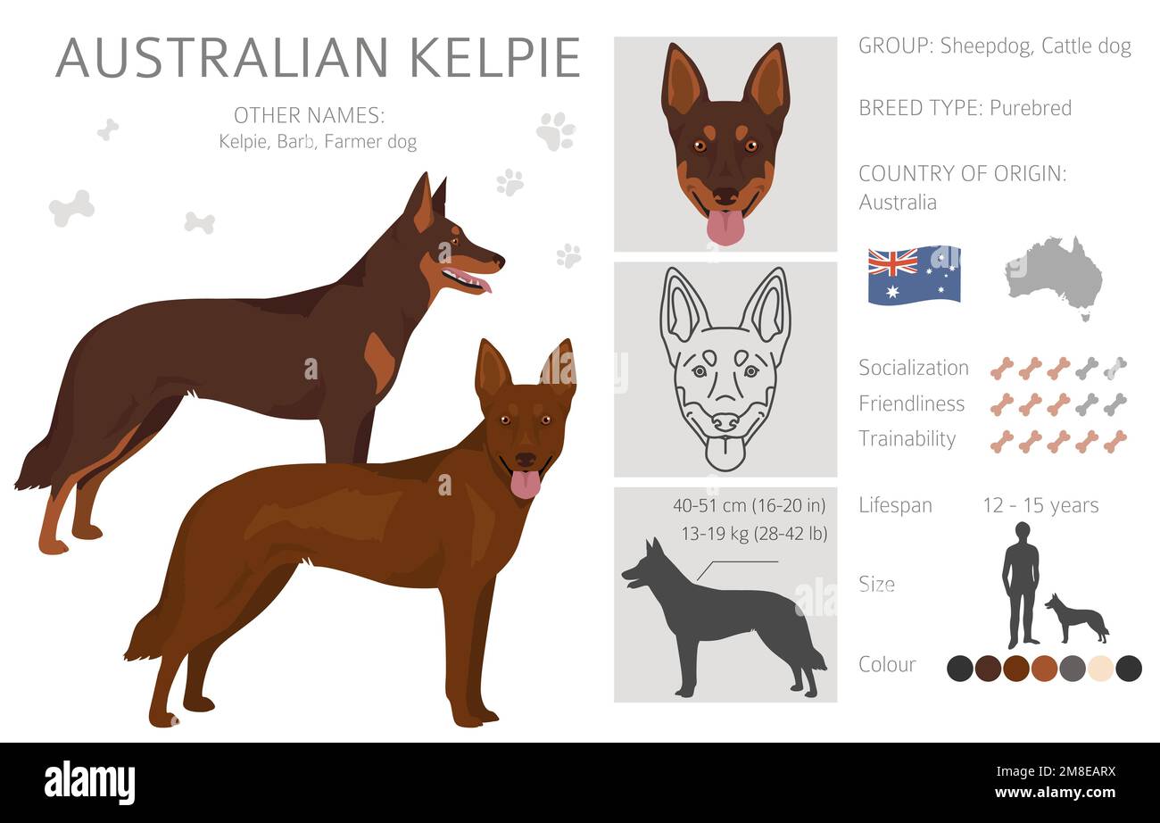 Australian Kelpie all colours clipart. Different coat colors set. Vector illustration Stock Vector