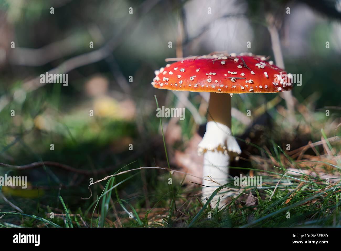 Amanita muscaria or fly agaric mushroom, psychoactive toadstool with red cap and white spots. Red cap fungus Stock Photo