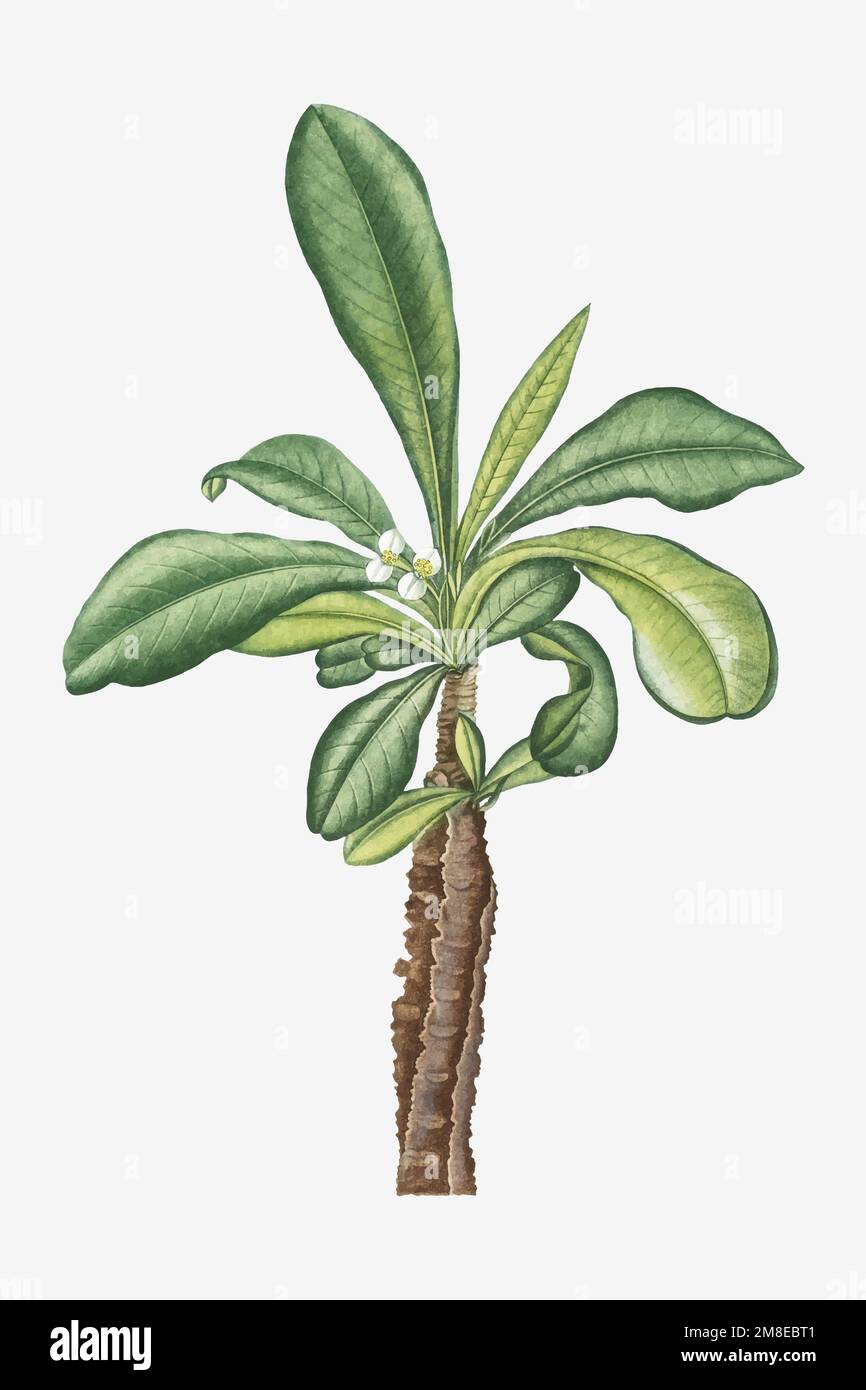 Vintage Euphorbia Lophogona vector Stock Vector