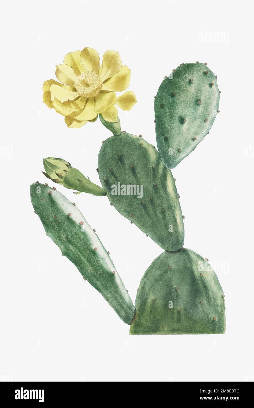 Vintage Cactus Opuntia vector Stock Vector Image & Art Alamy