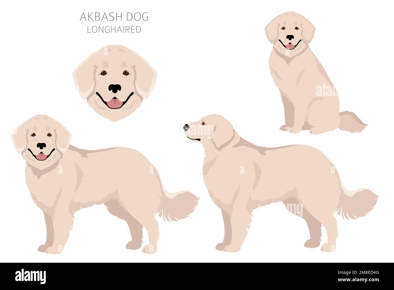 Akbash dog longhaired clipart. Different poses, coat colors set.  Vector illustration Stock Vector