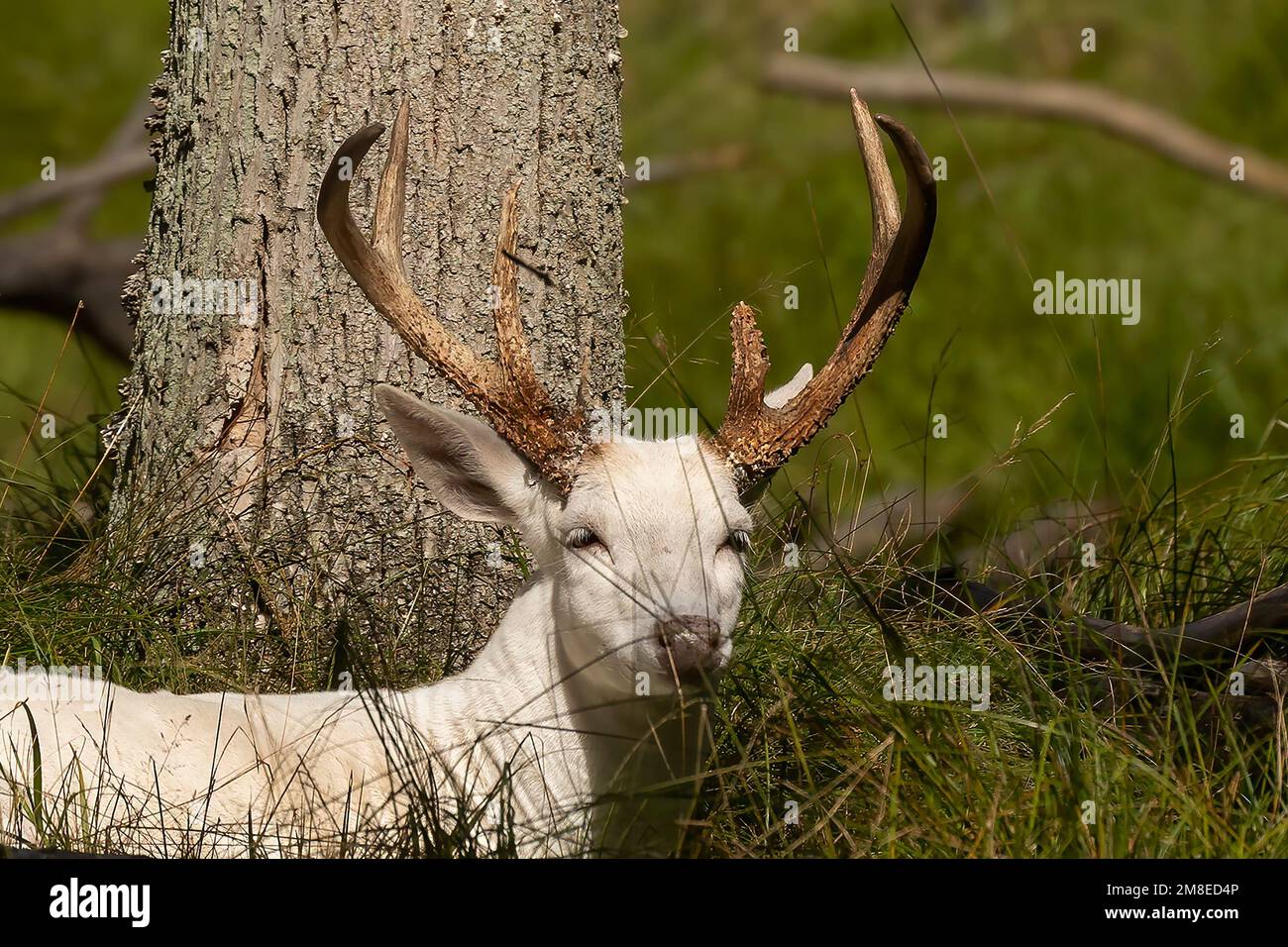 Rare white deer. Natural scene from conservation area in Wisconsin
