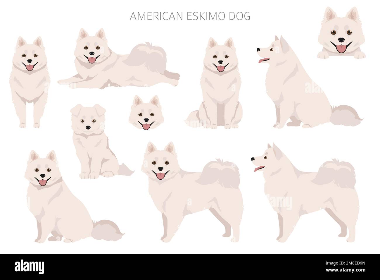 American eskimo dog all colours clipart. Different coat colors set.  Vector illustration Stock Vector