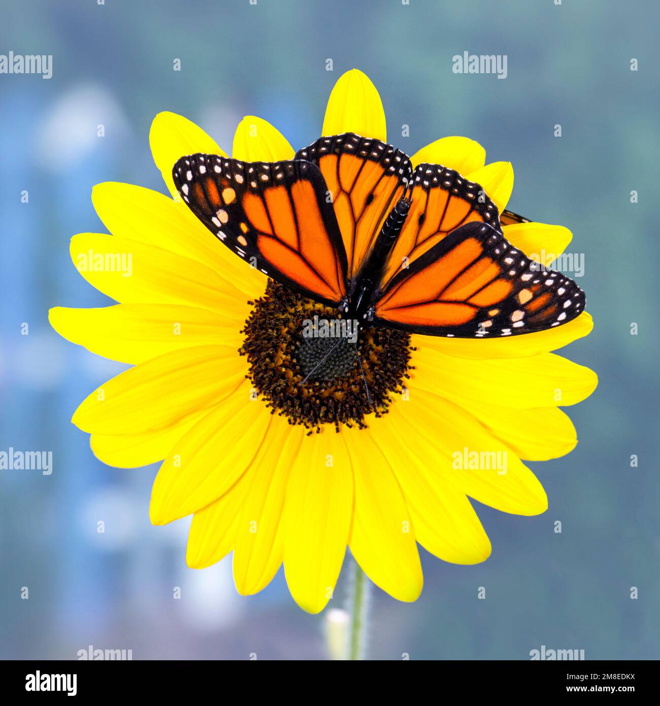 A male monarch butterfly (danaus plexippus) resting on a yellow sunflower (Helianthus) with wings spread. Stock Photo