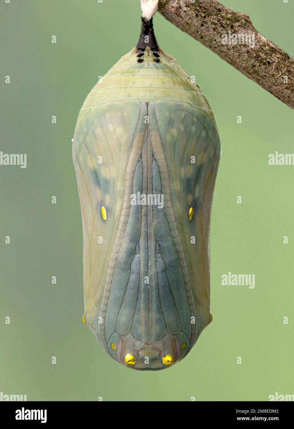 A monarch butterfly (danaus plexippus) chrysalis on a soft green background. Stock Photo