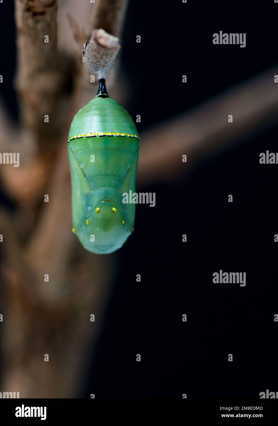 Monarch butterfly chrysalis hanging from a branch Stock Photo Alamy