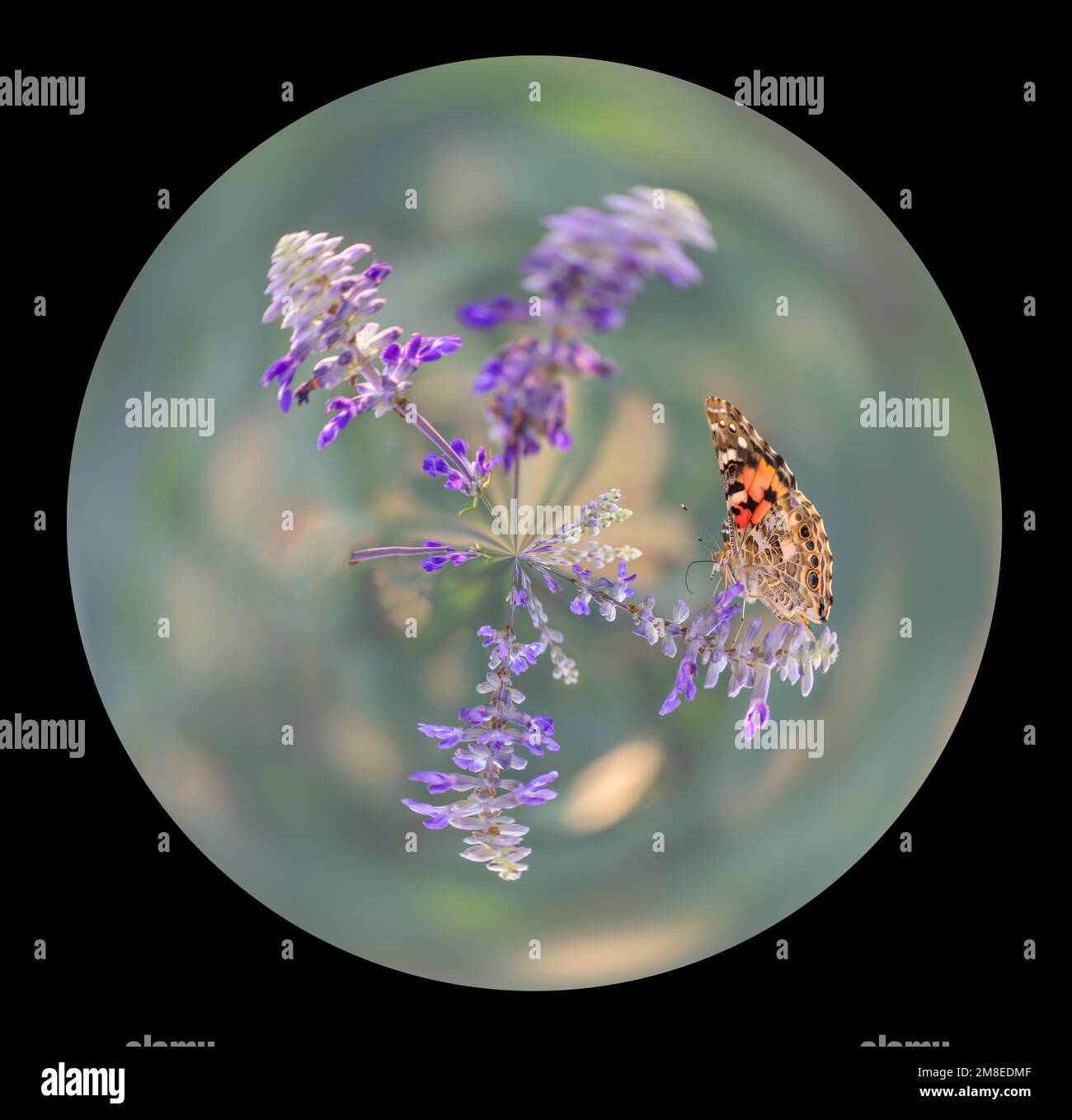 Polar coordinates circle - circular image of a painted lady butterfly (vanessa cardui) feeding on salvia flowers - black background Stock Photo