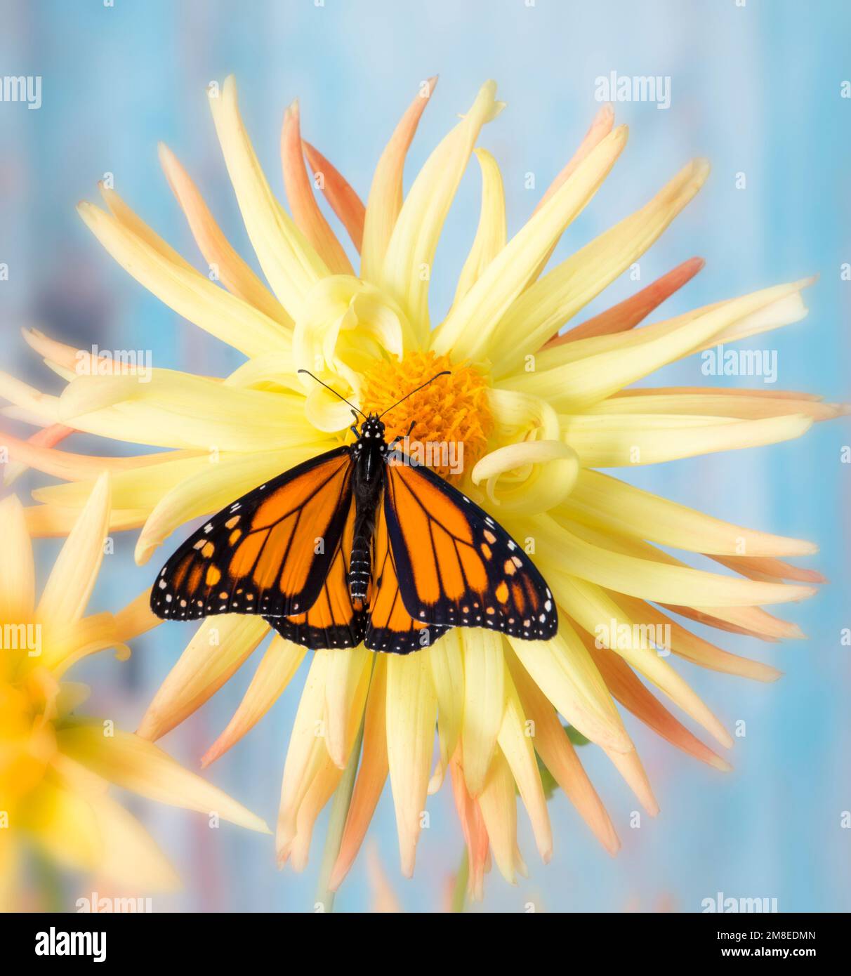 A monarch butterfly (danaus plexippus) on a star dahlia (pinnata) flower with wings spread Stock Photo