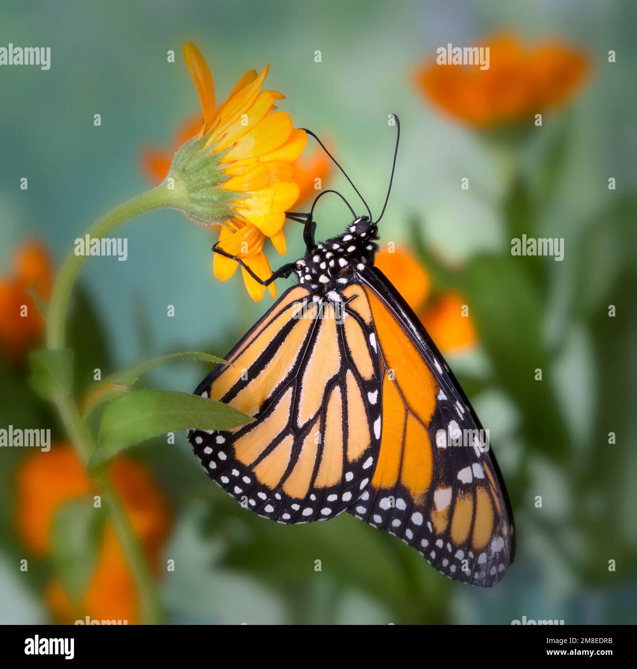The side view of a monarch butterfly (danaus plexippus) feeding on an orange daisy flower. Stock Photo
