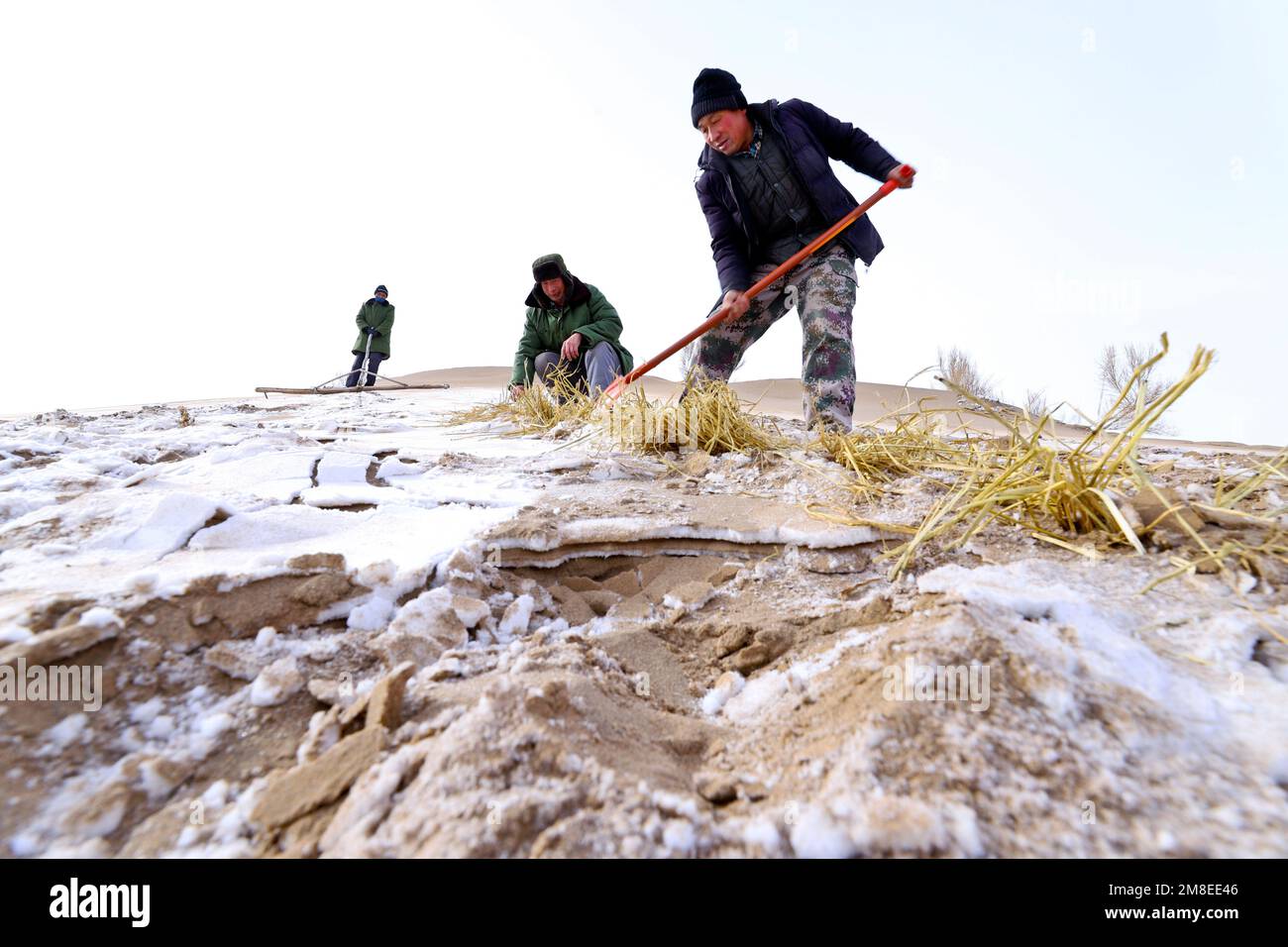 ZHANGYE, CHINA - JANUARY 13, 2023 - Residents put up sand barriers and plant saxoples in the desert area of Linze county in Zhangye city, Northwest Ch Stock Photo