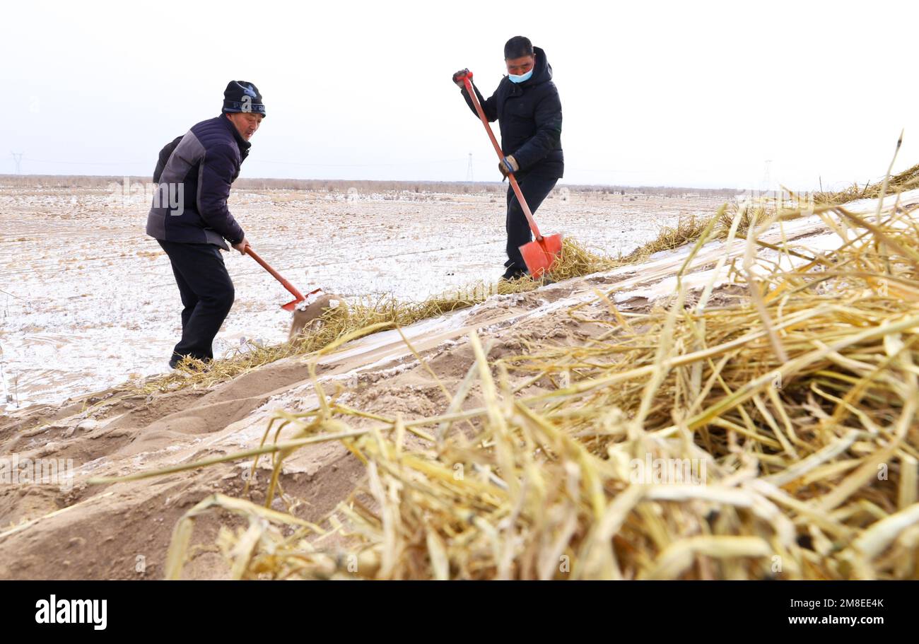 ZHANGYE, CHINA - JANUARY 13, 2023 - Residents put up sand barriers and plant saxoples in the desert area of Linze county in Zhangye city, Northwest Ch Stock Photo