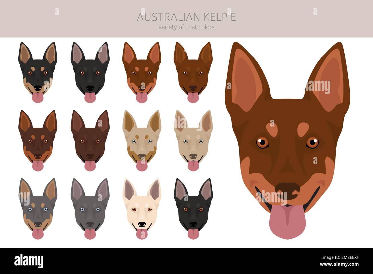Australian Kelpie All Colours Clipart Different Coat Colors Set 