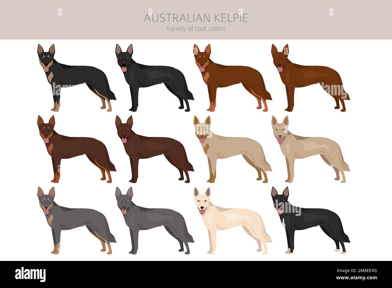 Australian Kelpie all colours clipart. Different coat colors set. Vector illustration Stock Vector