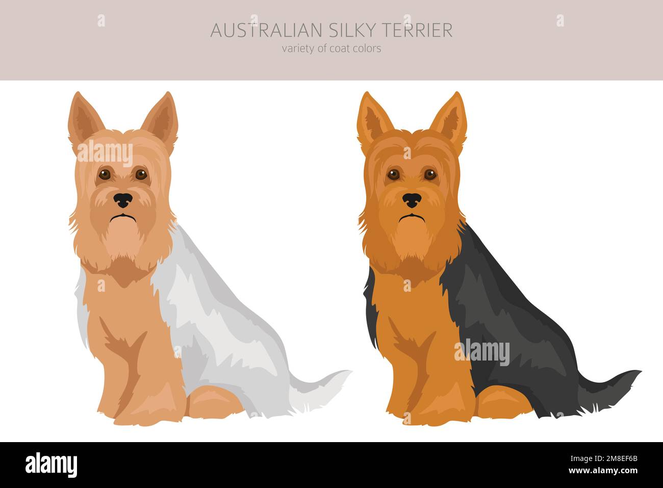 Australian silky terrier all colours clipart. Different coat colors and poses set.  Vector illustration Stock Vector