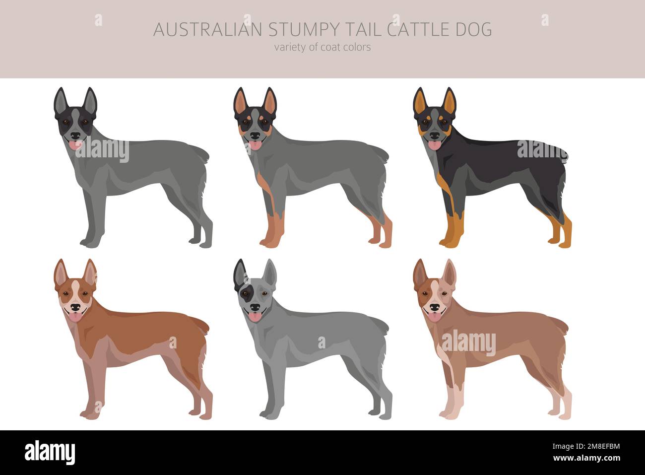 Australian stumpy tail cattle dog all colours clipart. Different coat