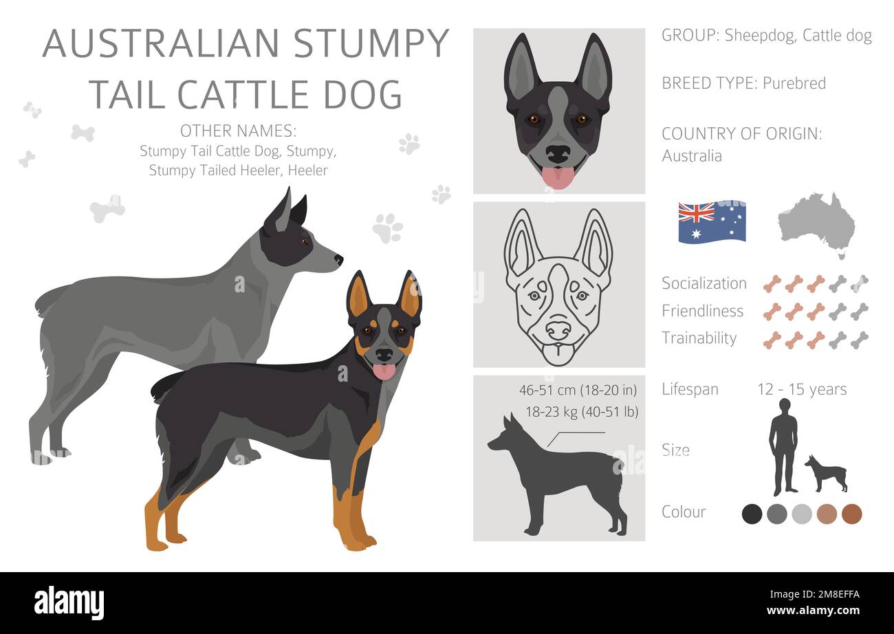 Australian stumpy tail cattle dog all colours clipart. Different coat colors and poses set