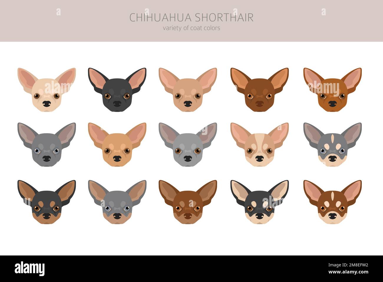 Chihuahua short haired clipart. All coat colors set. Different position. All dog breeds characteristics infographic. Vector illustration Stock Vector Image Art Alamy