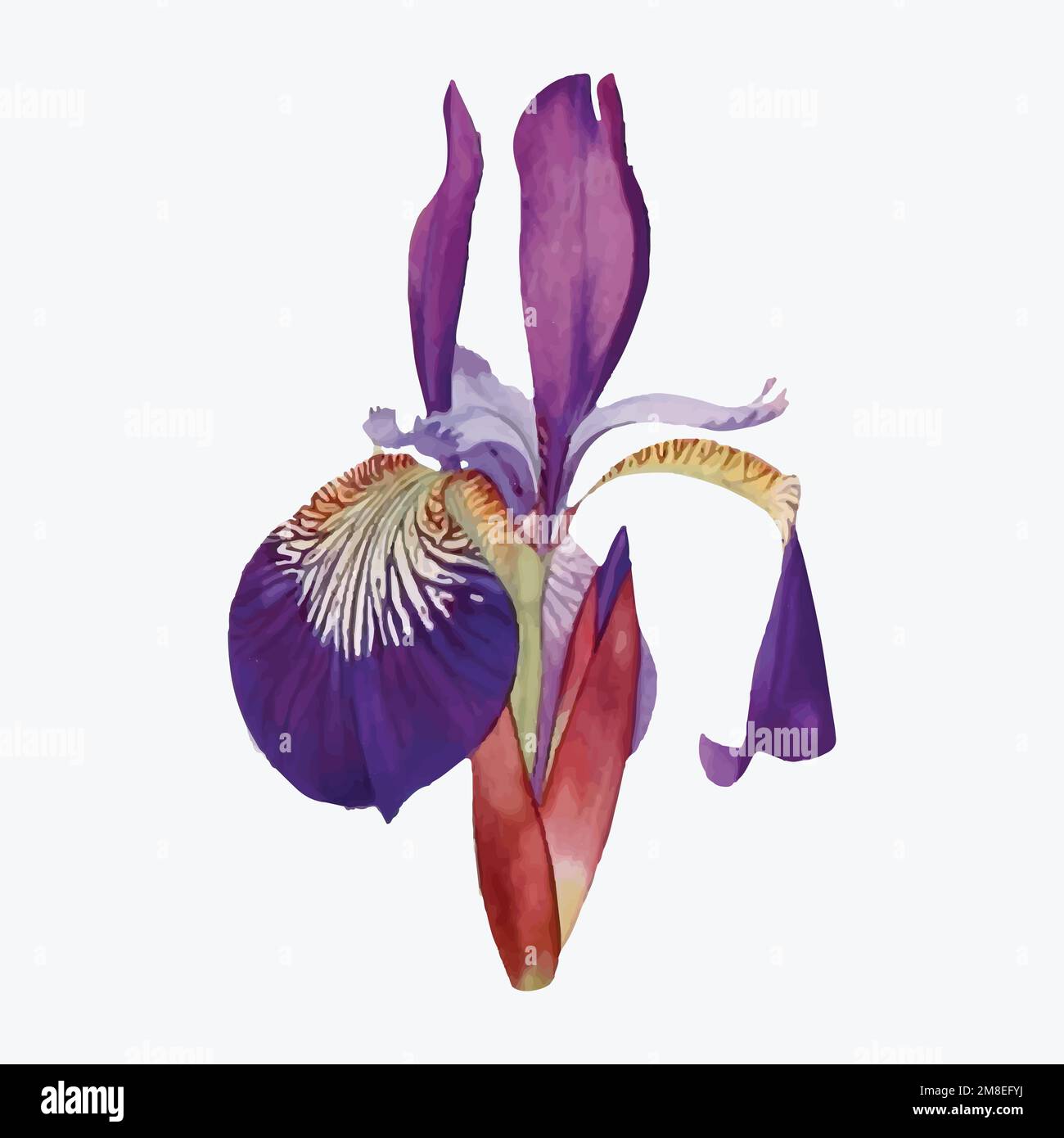 Vintage Iris flower illustration vector Stock Vector