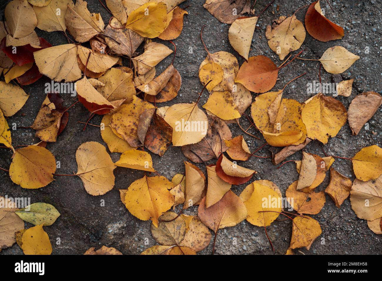 A top view of dry fallen yellow leaves on a rock during autumn Stock ...
