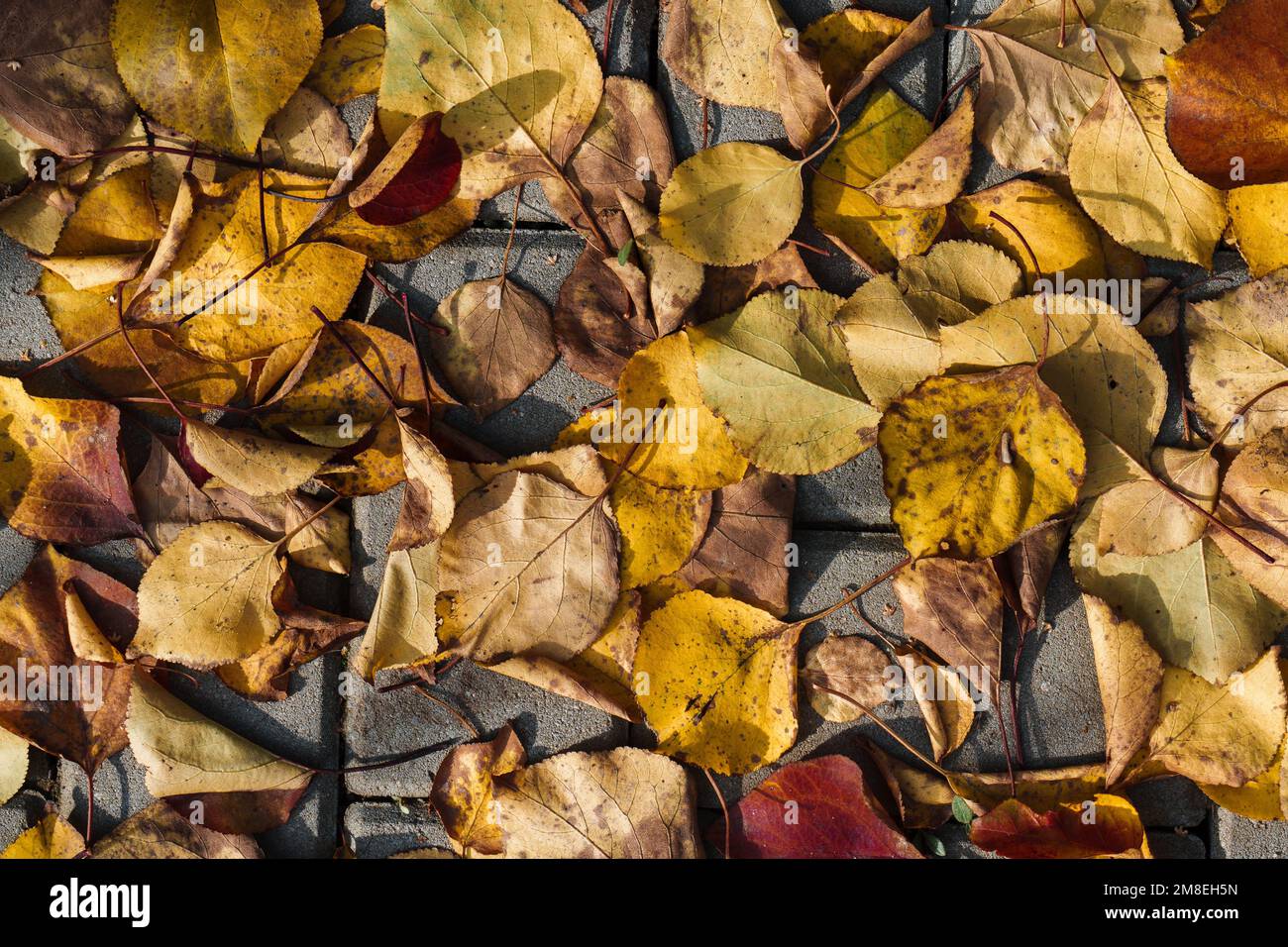 A top view of dry fallen yellow leaves on a rock during autumn Stock ...
