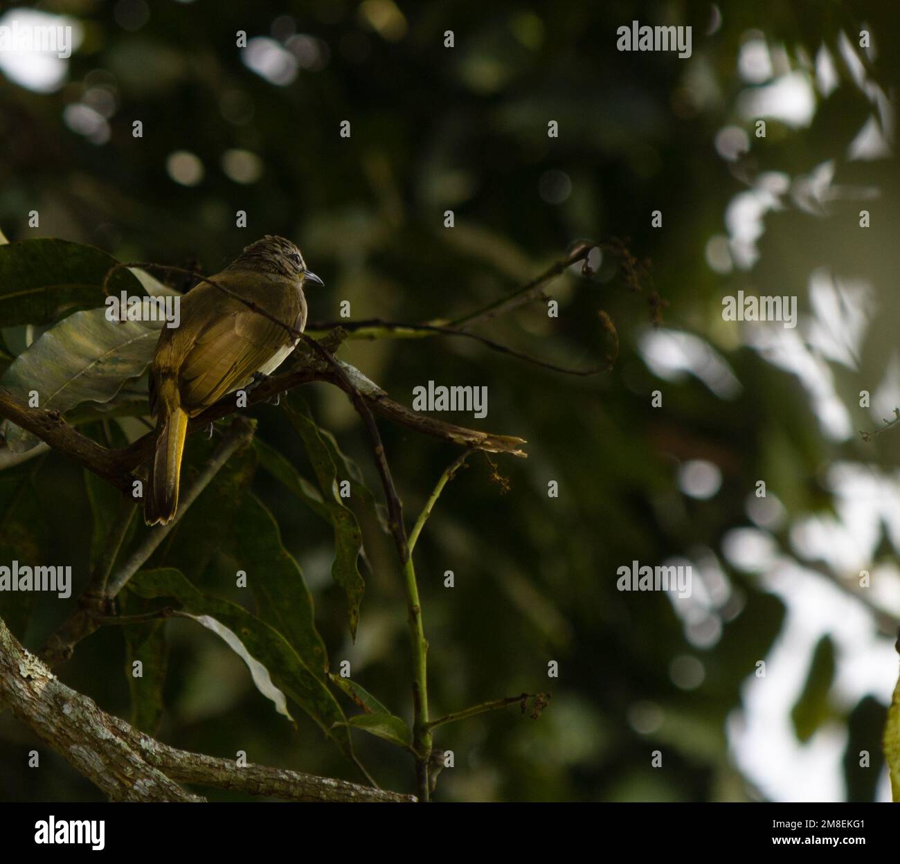Forage For Insects White-browed bulbuls are usually seen singly or in pairs. They forage ...