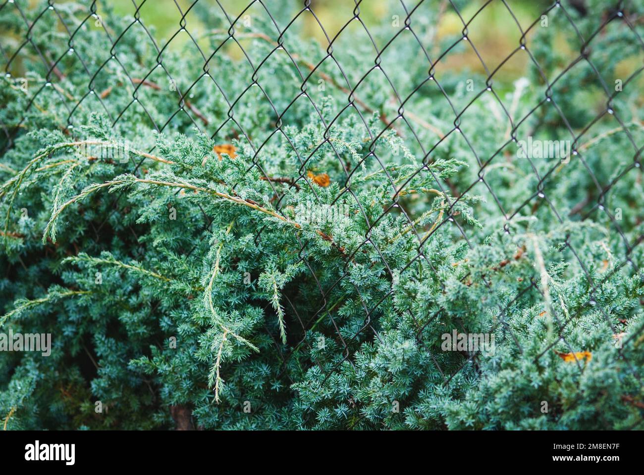 Juniperus squamata blue swede growing by net fence Stock Photo