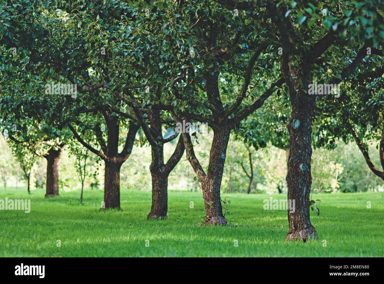 Fruit trees growing in rows in orchard Stock Photo Alamy