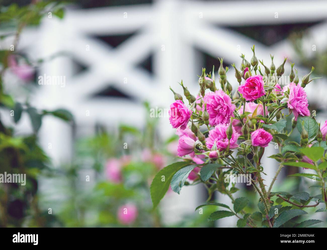 Pink Grootendorst hybrid rugosa rose blooming in summer garden Stock Photo