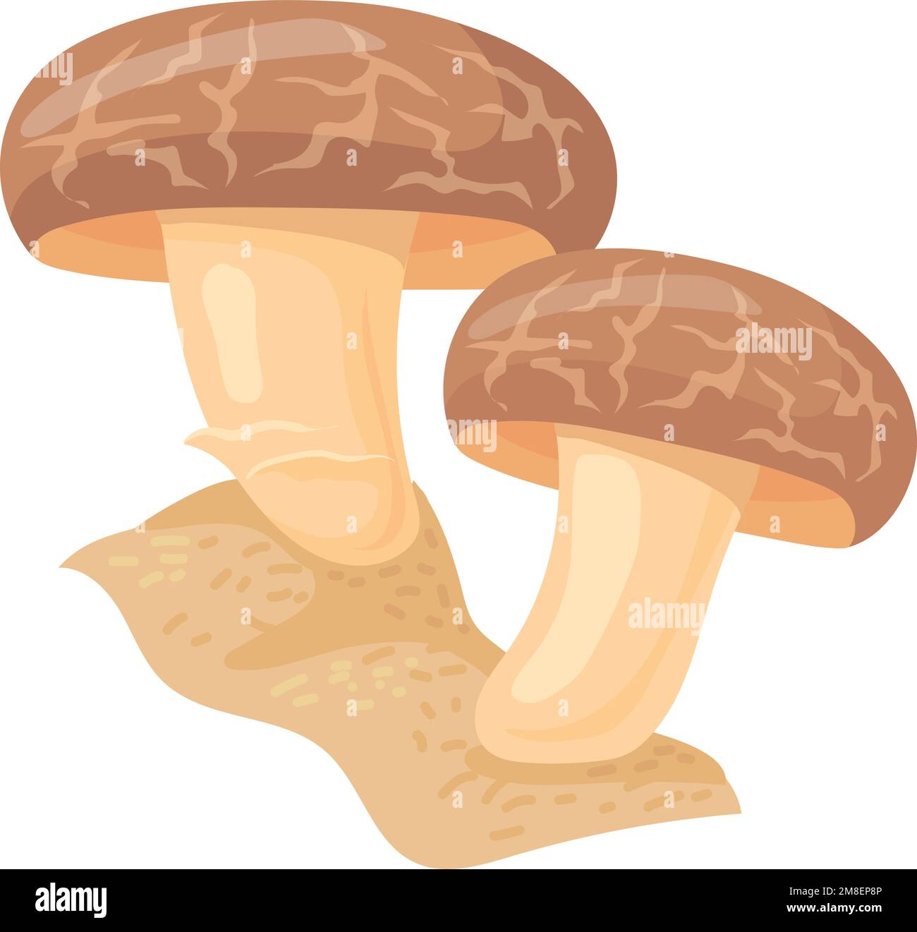 Brown cap mushroom. Edible shiitake cartoon fungus isolated on white
