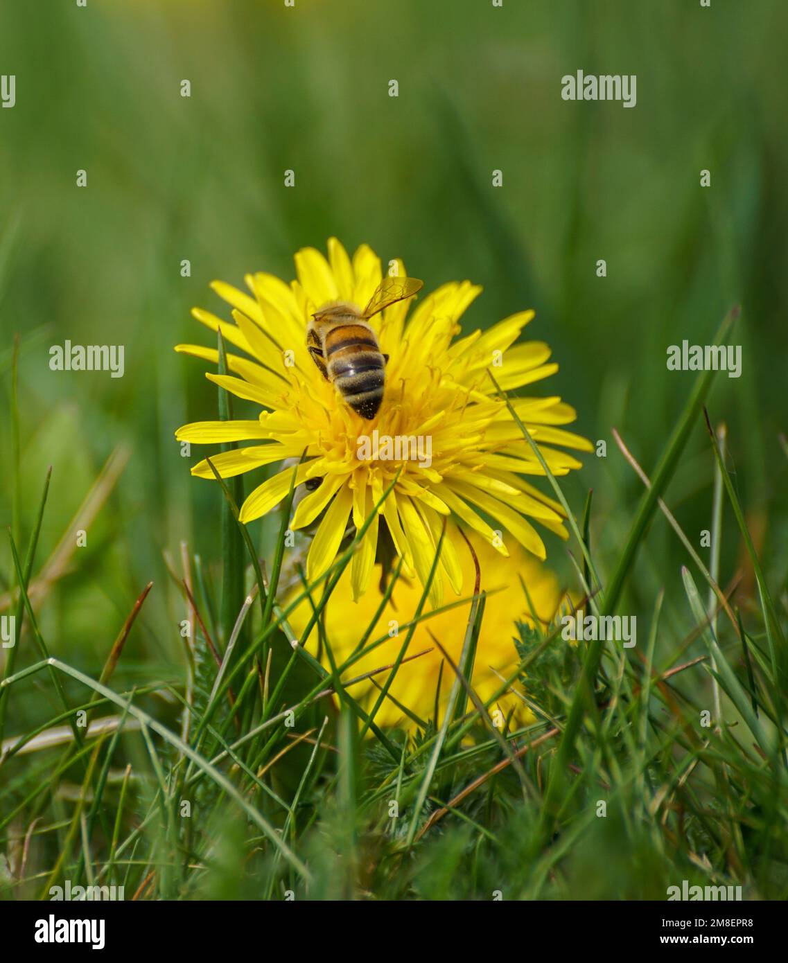 Close up of bee on yellow flower Stock Photo - Alamy