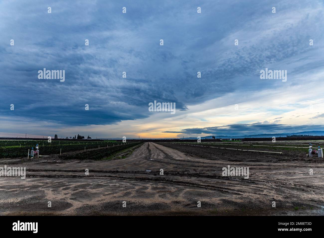 Heavy rains leave very wet fields growing fresh vegetables in Stanislaus County California USA in the Central Valley Stock Photo