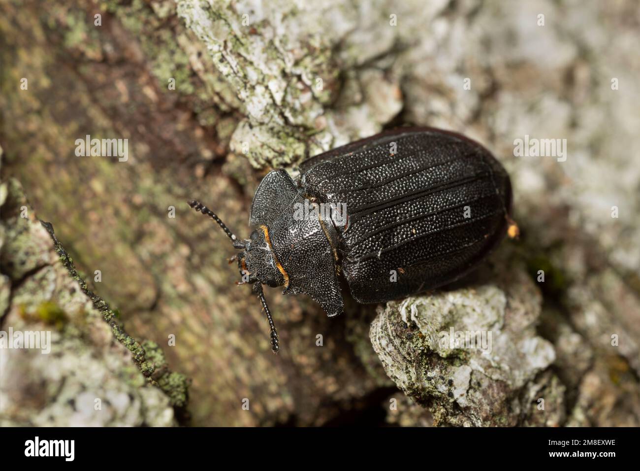 Bark-gnawing beetle, Peltis grossa on birch bark, macro photo. This beetle belongs to the Trogossitidae family Stock Photo