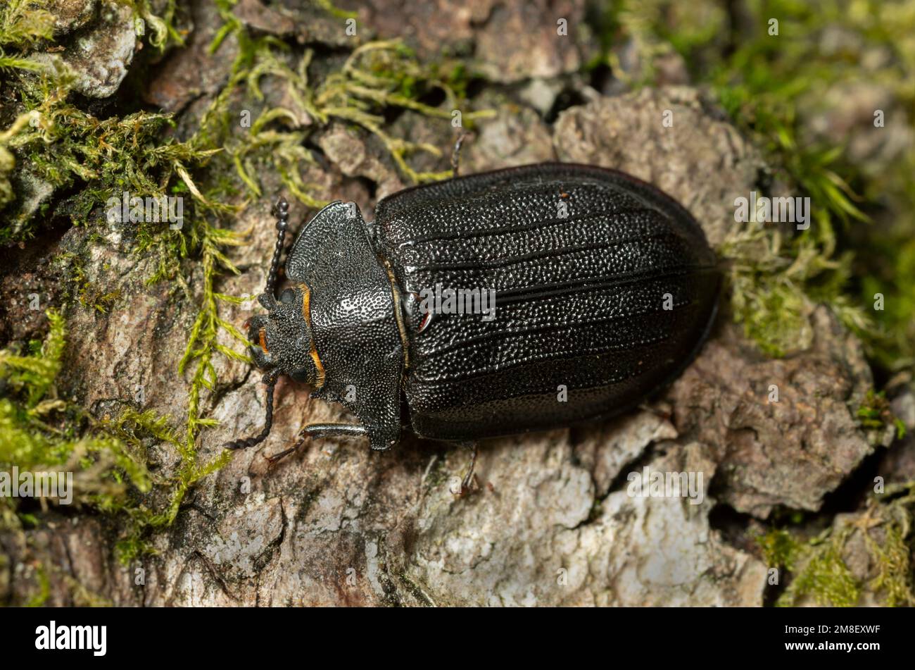 Bark-gnawing beetle, Peltis grossa on birch bark, macro photo. This beetle belongs to the Trogossitidae family Stock Photo