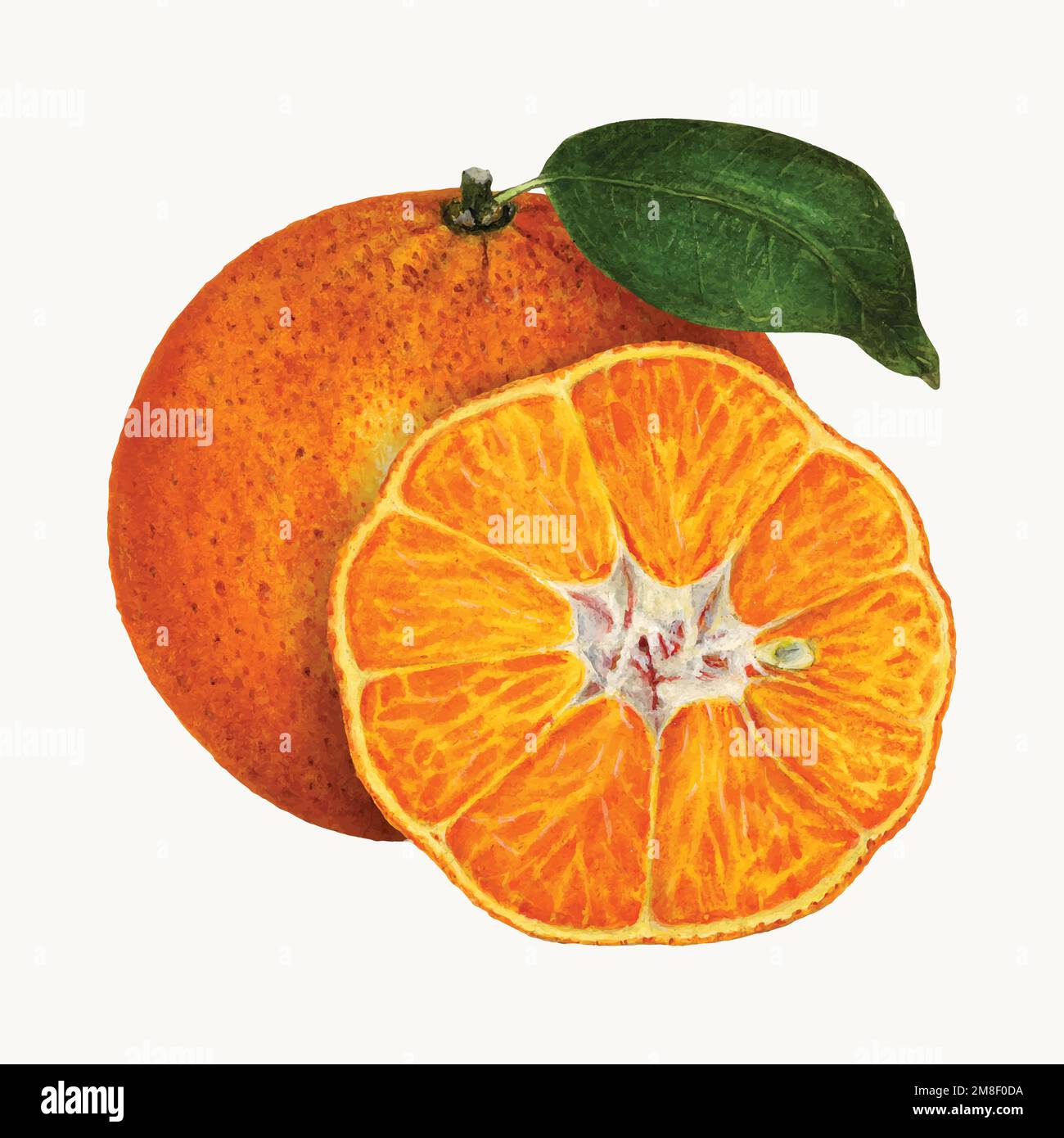 Vintage oranges illustration vector. Digitally enhanced illustration from U.S. Department of Agriculture Pomological Watercolor Collection. Rare and S Stock Vector