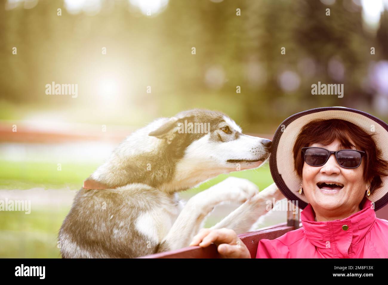 Senior woman outdoors laughing while pet dog jumping on wooden fence to kiss her Stock Photo