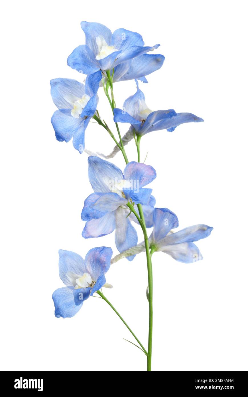 Delphinium on white background hi-res stock photography and images - Alamy