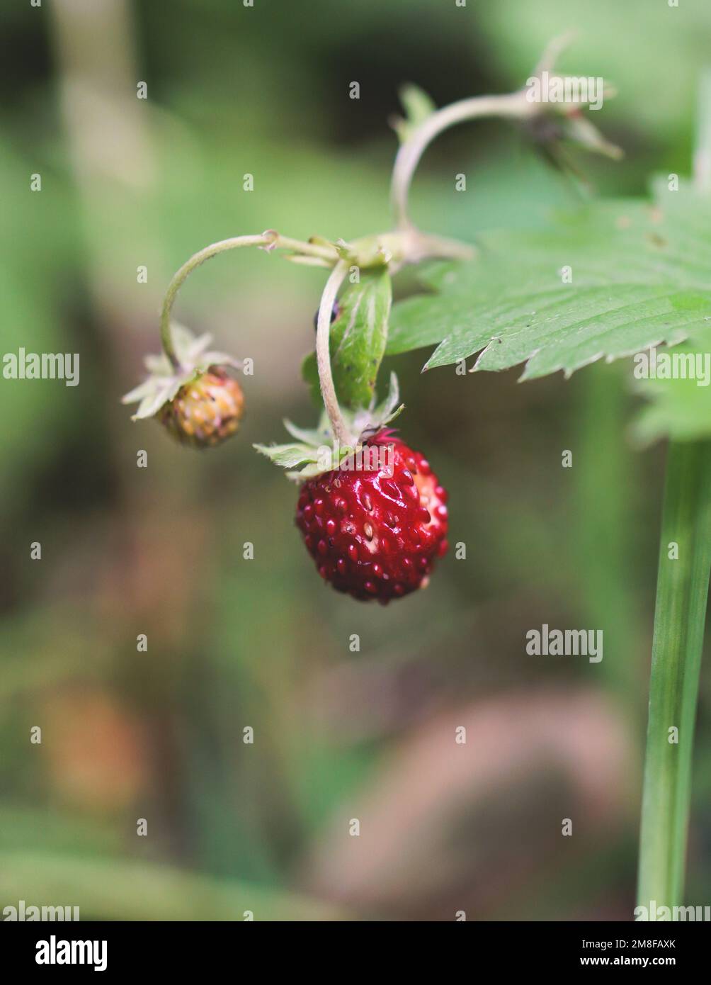 Process of harvesting raspberry and picking berries and wild