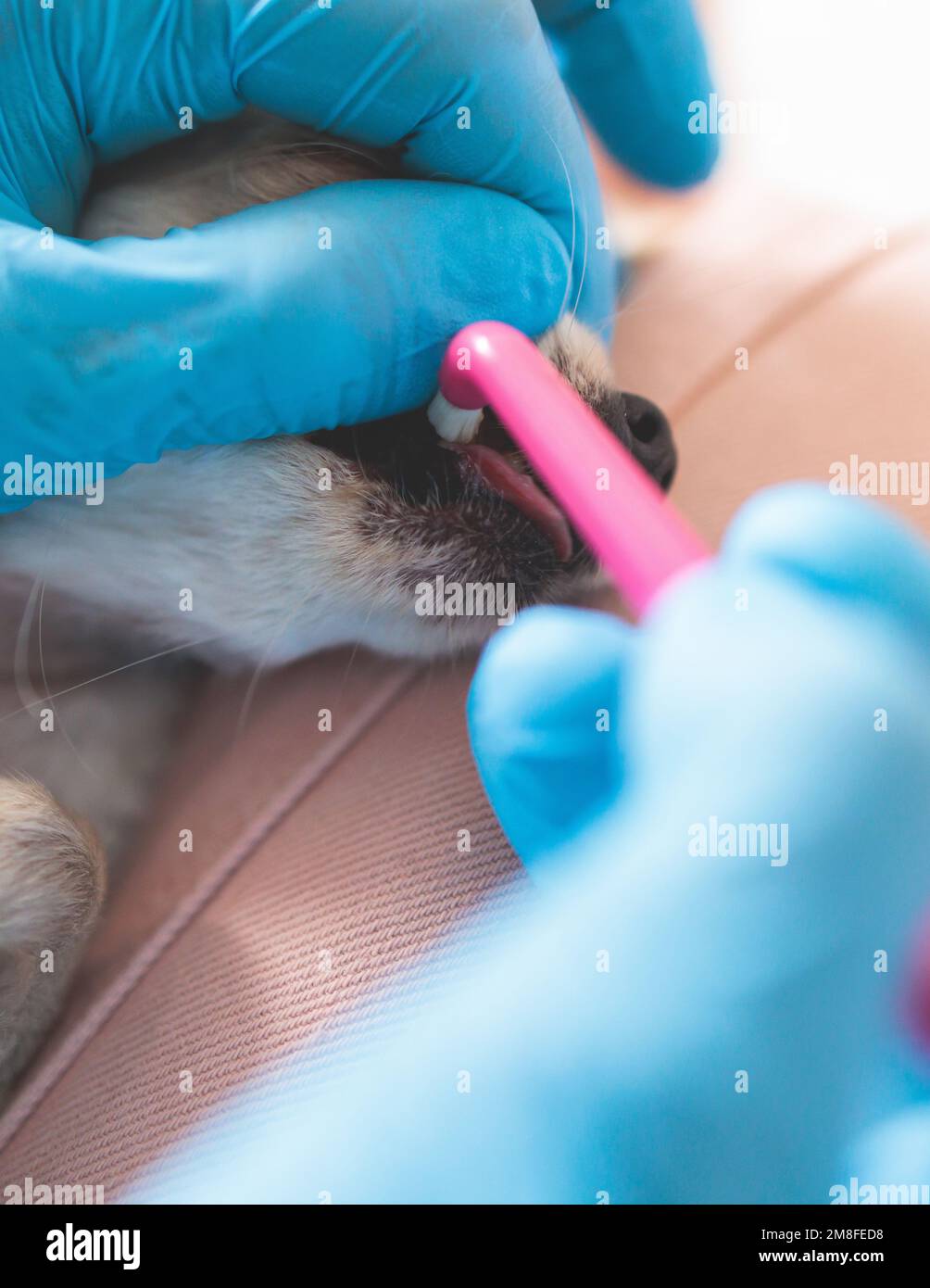 Veterinarian specialist holding small tiny dog and cleaning whitening