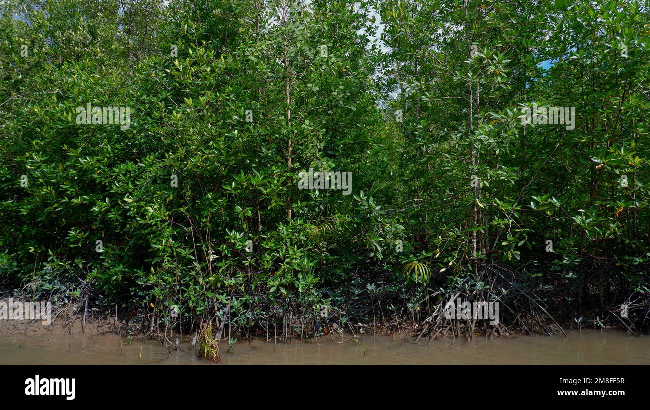 Natural Scenery, Mangrove Forest Habitat That Grows Green And Dense, On The Banks Of The River Belo Laut Village, Indonesia Stock Photo
