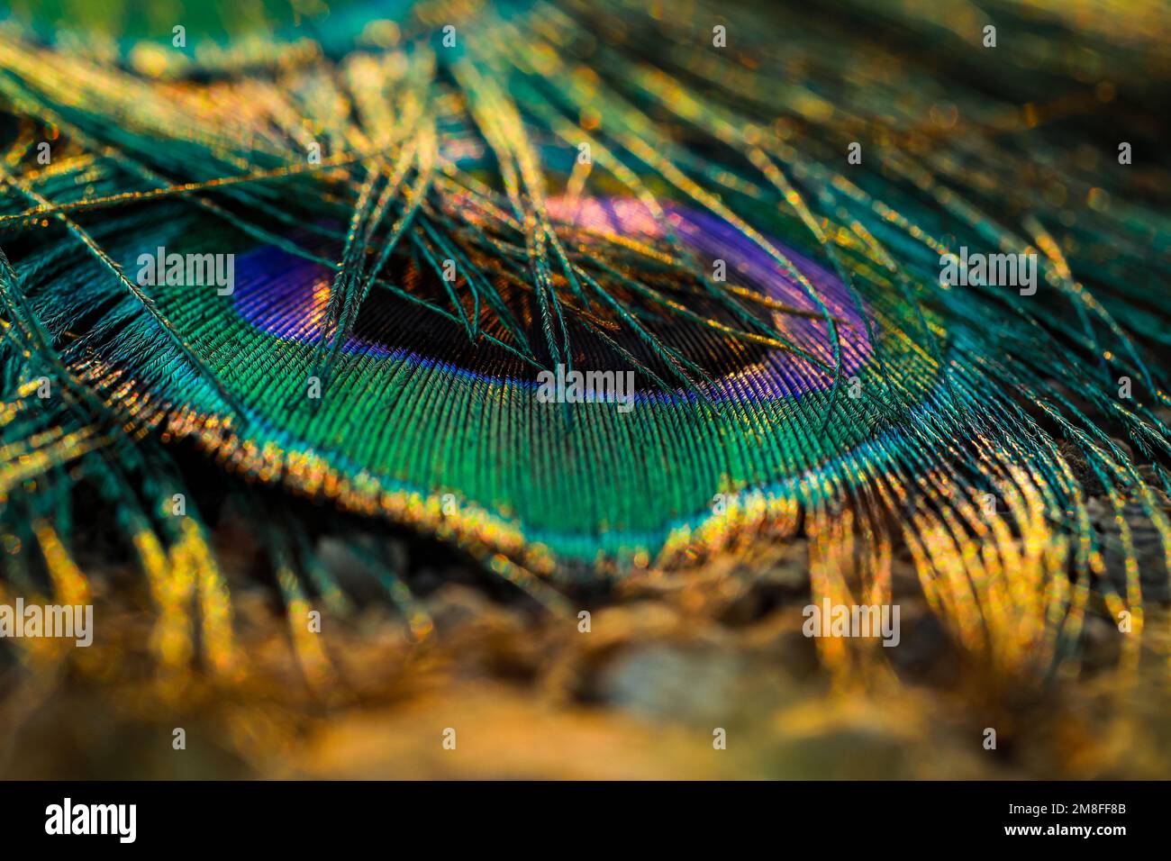 Peacock feather design hi-res stock photography and images - Alamy, image size:1300x956