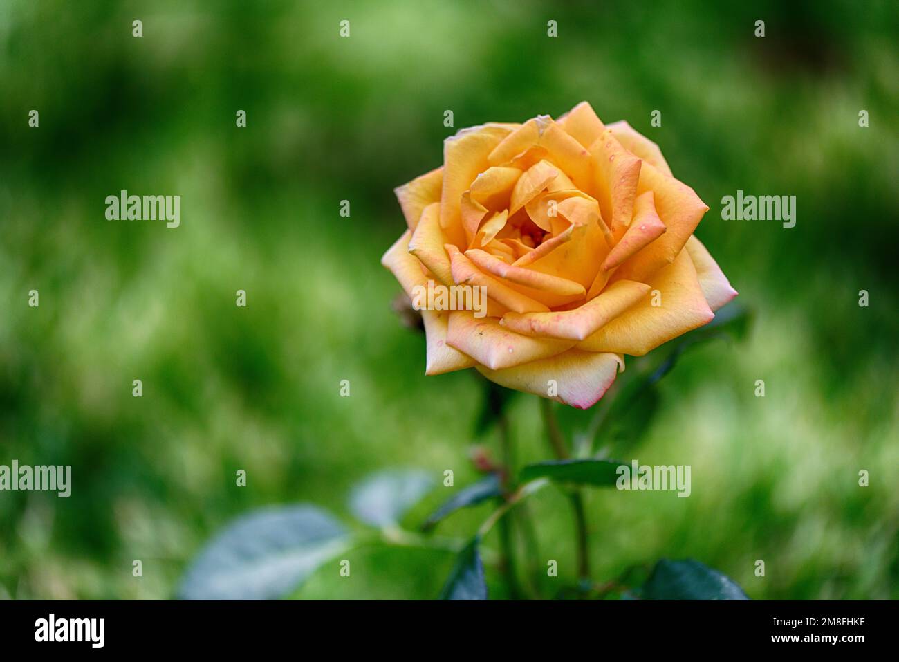 Yellow rose in the garden hi-res stock photography and images - Alamy