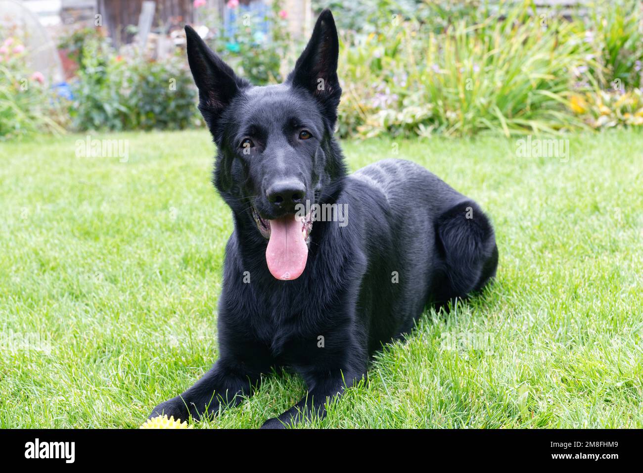 Six months black german shepherd puppy Stock Photo Alamy